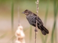 Red-winged Blackbird (female) - Goose Pond - GP6W, Greene County, IN, June 1, 2021