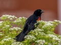 Red-winged Blackbird (male) - Goose Pond - GP6W, Greene County, IN, June 1, 2021