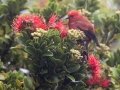 Apapane (Endangered Honeycreeper) - Pu'u Hinahina Lookout - Kokee State Park -- 2020, Jan 12