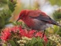 Apapane (Endangered Honeycreeper) - Pu'u Hinahina Lookout - Kokee State Park -- 2020, Jan 12