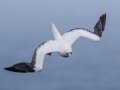 Red-footed Booby (Year-round) - Kilauea Point NWR - 2020, Jan 11