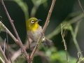 Warbling White-eye (Introduced) - near Kilauea Farms - 2020, Jan 11