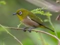 Warbling White-eye (Introduced) - near Kilauea Farms - 2020, Jan 11