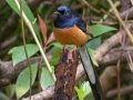 White-rumped Shama (Introduced)  - near Kilauea Farms - 2020, Jan 11