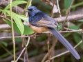 White-rumped Shama (Introduced)  - near Kilauea Farms - 2020, Jan 11