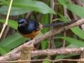 White-rumped Shama (Introduced)  - near Kilauea Farms - 2020, Jan 11