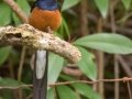 White-rumped Shama (Introduced)  - near Kilauea Farms - 2020, Jan 11