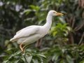 Cattle Egret -  near Kilauea Farms - 2020, Jan 11