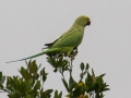 Rose-ringed Parakeet - (Introduced) - near Kilauea Farms - 2020, Jan 11