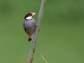 Java Sparrow (Introduced) -  near Kilauea Farms - 2020, Jan 11