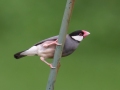 Java Sparrow (Introduced) -  near Kilauea Farms - 2020, Jan 11