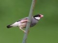 Java Sparrow (Introduced) -  near Kilauea Farms - 2020, Jan 11