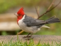 Red-crested Cardinal - (Introduced) -  near Kilauea Farms - 2020, Jan 11