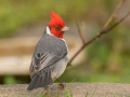 Red-crested Cardinal (Introduced) -  near Kilauea Farms - 2020, Jan 11