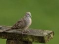 Zebra Dove (Introduced) -  near Kilauea Farms - 2020, Jan 11