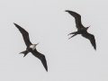Great Frigatebirds. male and female - (Year-round) - Kilauea Point NWR - 2020, Jan 11