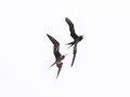 Great Frigatebirds. male and female - (Year-round) - Kilauea Point NWR - 2020, Jan 11