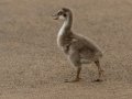 Hawaiian Nene Gosling (Endangered) - Kilauea Point NWR - 2020, Jan 11