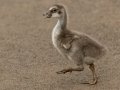 Hawaiian Nene Gosling (Endangered) - Kilauea Point NWR - 2020, Jan 11