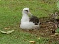 Laysan Albatross (Nov - July) - Sitting on Nest - Princeville, 2020, Jan 13