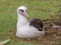 Laysan Albatross (Nov - July) - Sitting on Nest - Princeville, 2020, Jan 13