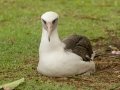 Laysan Albatross (Nov - July) - Sitting on Nest - Princeville, 2020, Jan 13