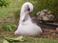 Laysan Albatross (Nov - July) - Sitting on Nest - Princeville, 2020, Jan 13