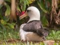 Laysan Albatross (Nov - July) - Sitting on Nest - Princeville, 2020, Jan 13