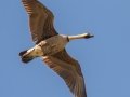 Hawaiian  Goose (Nene) (Endangered) - Kilauea Point NWR - 2020, Jan 16