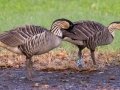 Hawaiian  Goose (Nene) (Endangered) - Kilauea Point NWR - 2020, Jan 07