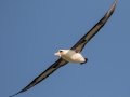 Laysan Albatross (Nov - July) - Kilauea Point NWR - 2020, Jan 16
