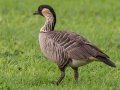 Hawaiian  Goose (Nene) (Endangered) - Kilauea Point NWR - 2020, Jan 07