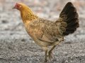 Red Junglefowl (Introduced) - Kilauea Point NWR - 2020, Jan 07