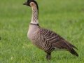 Hawaiian  Goose (Nene) (Endangered) - Kilauea Point NWR - 2020, Jan 07