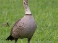 Hawaiian  Goose (Nene) (Endangered) - Kilauea Point NWR - 2020, Jan 07