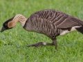 Hawaiian  Goose (Nene) (Endangered) - Kilauea Point NWR - 2020, Jan 07