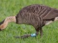 Hawaiian  Goose (Nene) (Endangered) - Kilauea Point NWR - 2020, Jan 07