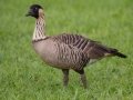 Hawaiian  Goose (Nene) (Endangered) - Kilauea Point NWR - 2020, Jan 07