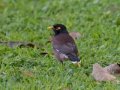 Common Myna (Introduced) - Kilauea Point NWR - 2020, Jan 07