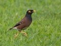 Common Myna (Introduced) - Kilauea Point NWR - 2020, Jan 07
