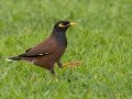 Common Myna (Introduced) - Kilauea Point NWR - 2020, Jan 07