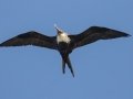 Great Frigatebird, female- (Year-round) Kilauea Point NWR - 2020, Jan 16