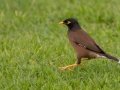 Common Myna (Introduced) - Kilauea Point NWR - 2020, Jan 07