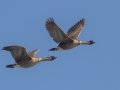 Hawaiian Nene Geese (Endangered) - Kilauea Point NWR - 2020, Jan 16