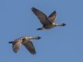 Hawaiian Nene Geese (Endangered) - Kilauea Point NWR - 2020, Jan 16