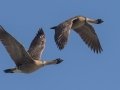 Hawaiian Nene Geese (Endangered) - Kilauea Point NWR - 2020, Jan 16