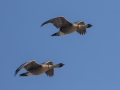 Hawaiian Nene Geese (Endangered) - Kilauea Point NWR - 2020, Jan 16