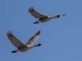Hawaiian Nene Geese (Endangered) - Kilauea Point NWR - 2020, Jan 16