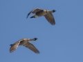 Hawaiian Nene Geese (Endangered) - Kilauea Point NWR - 2020, Jan 16