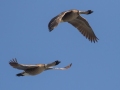 Hawaiian Nene Geese (Endangered) - Kilauea Point NWR - 2020, Jan 16